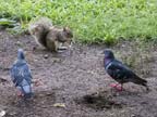 Squirrel and pigeons