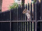 Railing squirrel