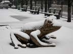 Snowy frog