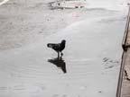 Pigeon in a puddle